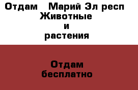 Отдам - Марий Эл респ. Животные и растения » Отдам бесплатно   
